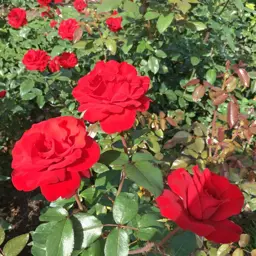 Rose 'Crimson Bouquet'