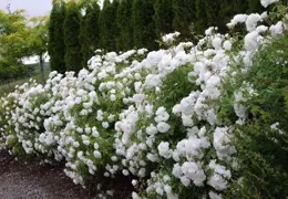 'Iceberg' Roses (Rosa 'Iceberg')