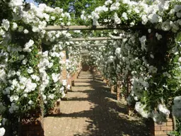 Rosa Iceberg Climbing