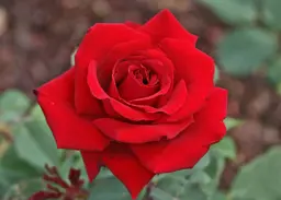 Rose 'Lasting Love'