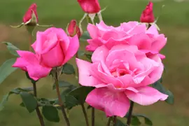 Rose Perfume Delight