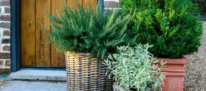 Rosmarinus 'Chefs Choice' (Rosemary)