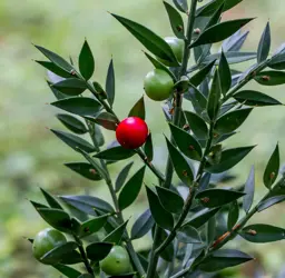 Ruscus aculeatus