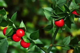 Ruscus aculeatus