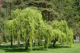 Salix matsudana 'Tortuosa' (Corkscrew Willow, Tortured Willow)