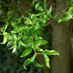Salix matsudana 'Tortuosa' (Corkscrew Willow)