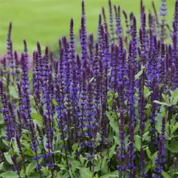 Salvia nemorosa 'Caradonna' (Sage)