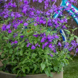Salvia So Cool Violet