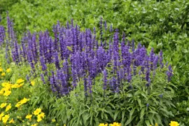 Salvia farinacea 'Victoria' (Sage)