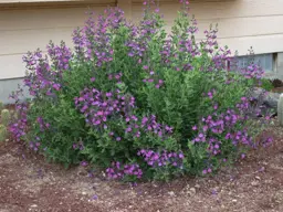Salvia greggi 'Purple' (Sage)
