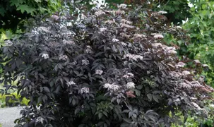 Sambucus nigra Black Beauty
