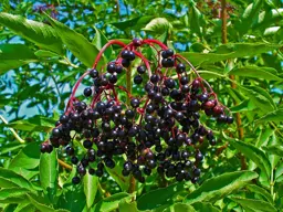 Sambucus nigra