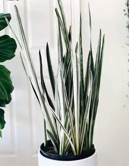 Sansevieria Bantel's Sensation