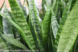 Sansevieria Green (Serpent Plant)