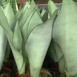 Sansevieria Moonshine