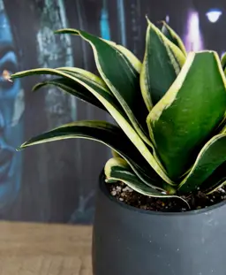 Sansevieria Hahnii (Bird's Nest Snake Plant)