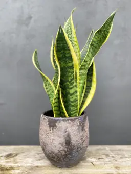 Sansevieria Laurentii Plant