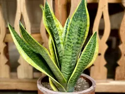 Sansevieria trifasciata (Mother In Law's Tongue)