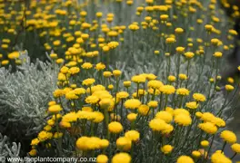 Santolina chamaecyparissus (Cotton Lavender)