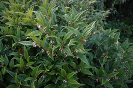Sarcococca orientalis (Sweet Boxood)