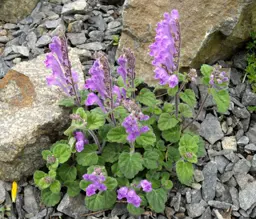 Scutellaria indica parvifolia (Skullcap Herb Plant)