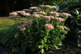 Sedum Autumn Joy