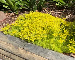 Sedum mexicanum 'Gold Mound' (Stonecrop)