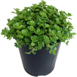 Sedum Green Blob