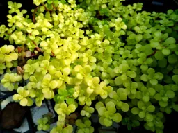 Sedum makinoi 'Ogon' (Stonecrop)