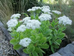 Sedum spectabile 'Iceberg'