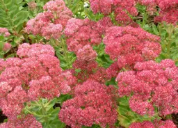 Sedum spectabile