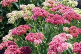 Sedum 'Autumn Joy'