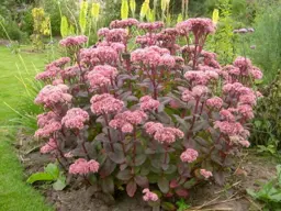 Sedum 'Matrona' (Stonecrop)