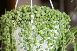 Senecio rowleyanus (String Of Pearls)