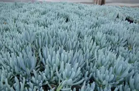 Senecio serpens (Blue Chalkstick)