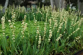 Sisyrinchium striatum