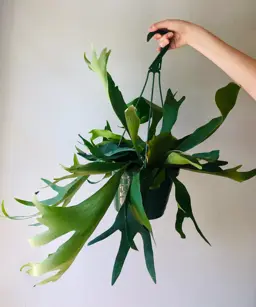 Platycerium bifurcatum Netherlands