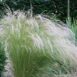 Stipa tenuissima