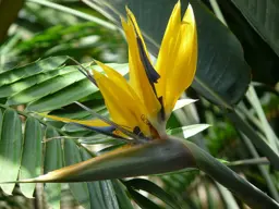 Strelitzia Mandelas Gold
