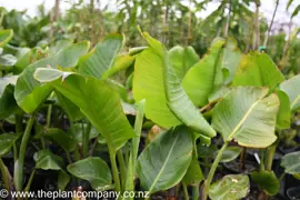 Strelitzia nicolai (Natal Wild Banana)