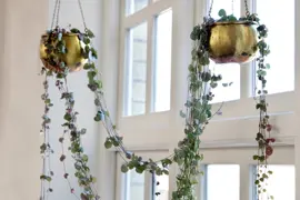 Ceropegia woodii (String Of Hearts)