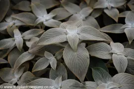 Strobilanthes gossypinus (Persian Shield)