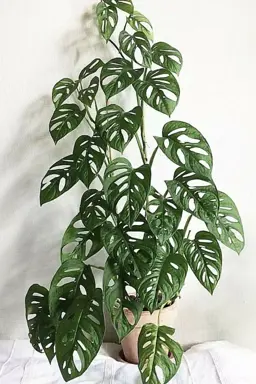 Monstera adansonii