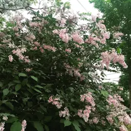 Syringa josiflexa Bellicent