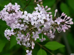 Syringa laciniata