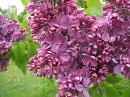 Syringa Alice Eastwood