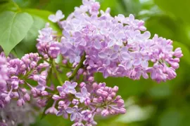 Syringa vulgaris