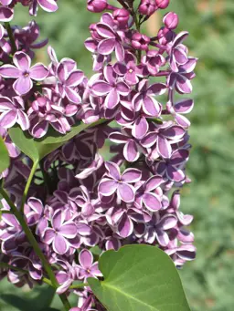 Syringa Scensation (Lilac Tree)