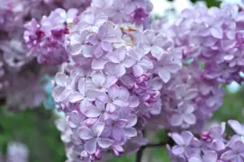 Syringa vulgaris 'Esther Staley' (French Lilac)