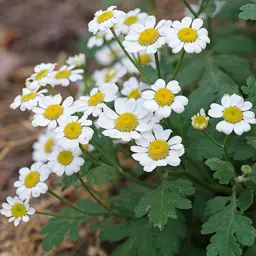 Tanacetum parthenium